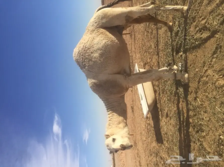 قعود قصب  (image 2)