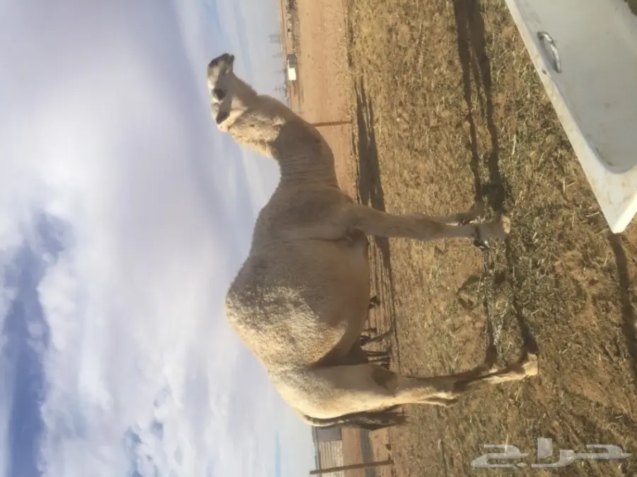 قعود قصب  (image 3)