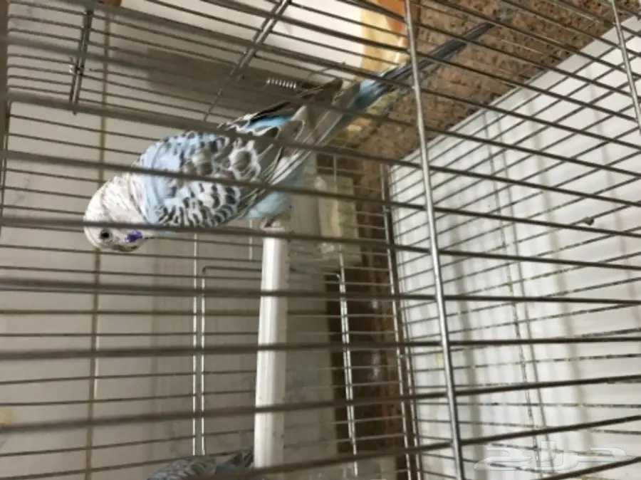 للبيع طيور الحب بادجي