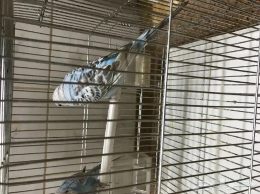 للبيع طيور الحب بادجي (image 1)