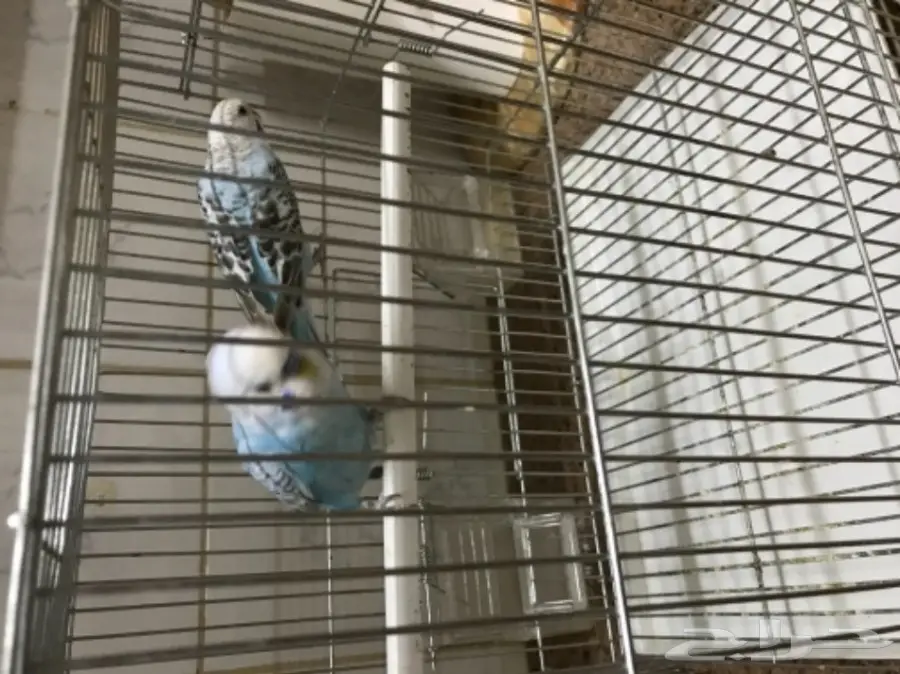 للبيع طيور الحب بادجي (image 2)