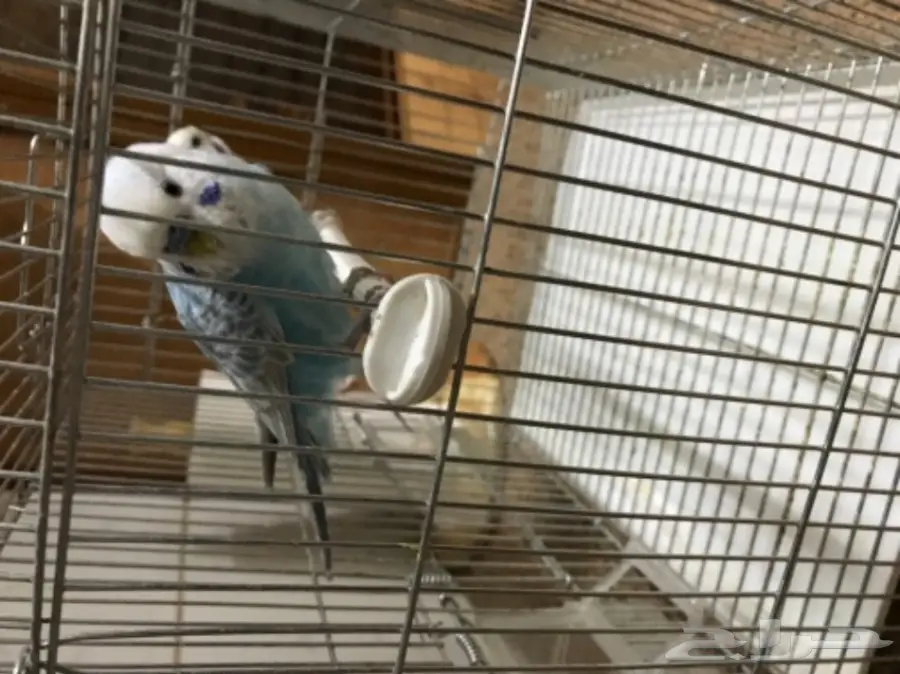 للبيع طيور الحب بادجي (image 3)