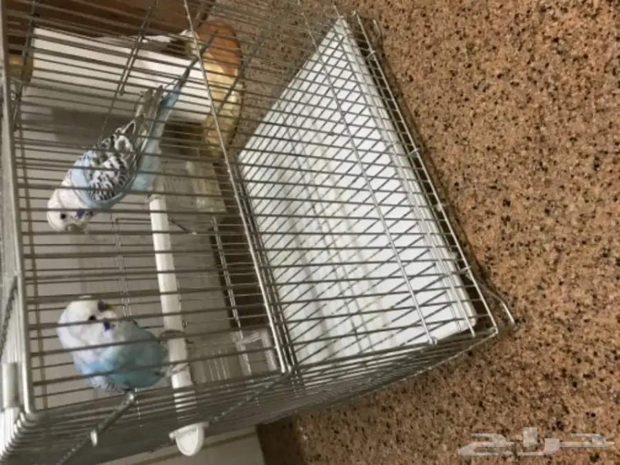 للبيع طيور الحب بادجي (image 4)