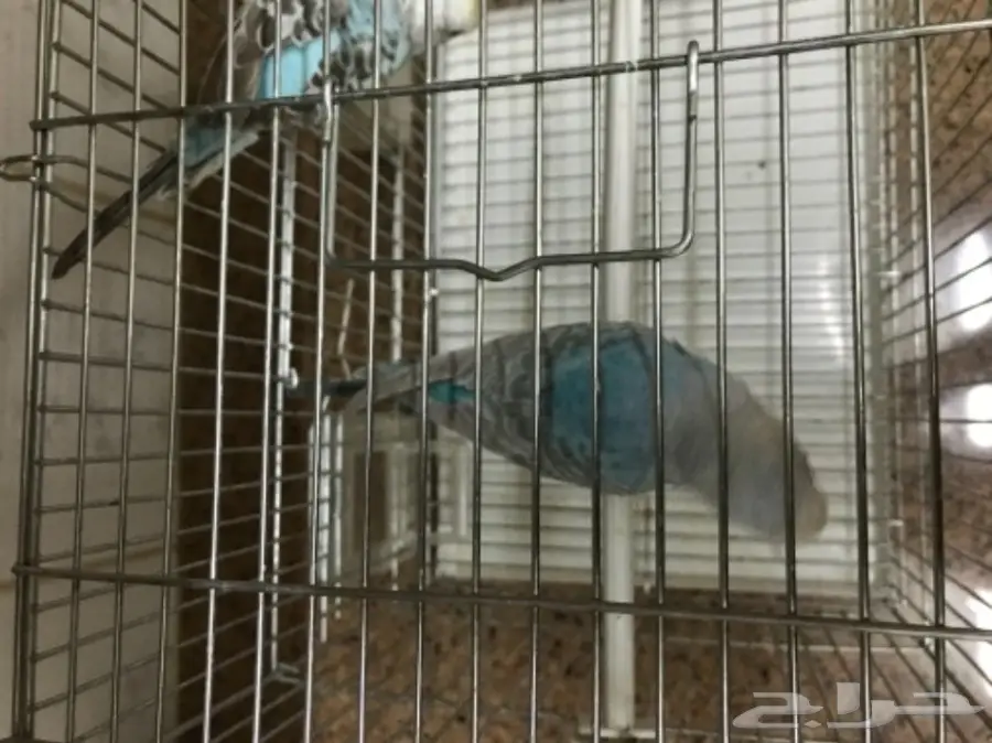 للبيع طيور الحب بادجي (image 5)
