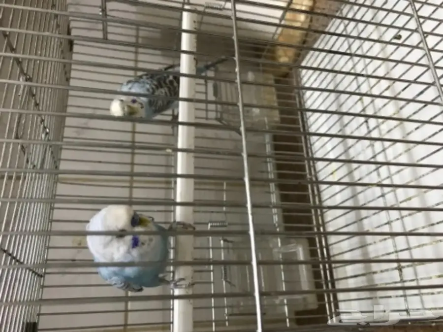 للبيع طيور الحب بادجي (image 6)