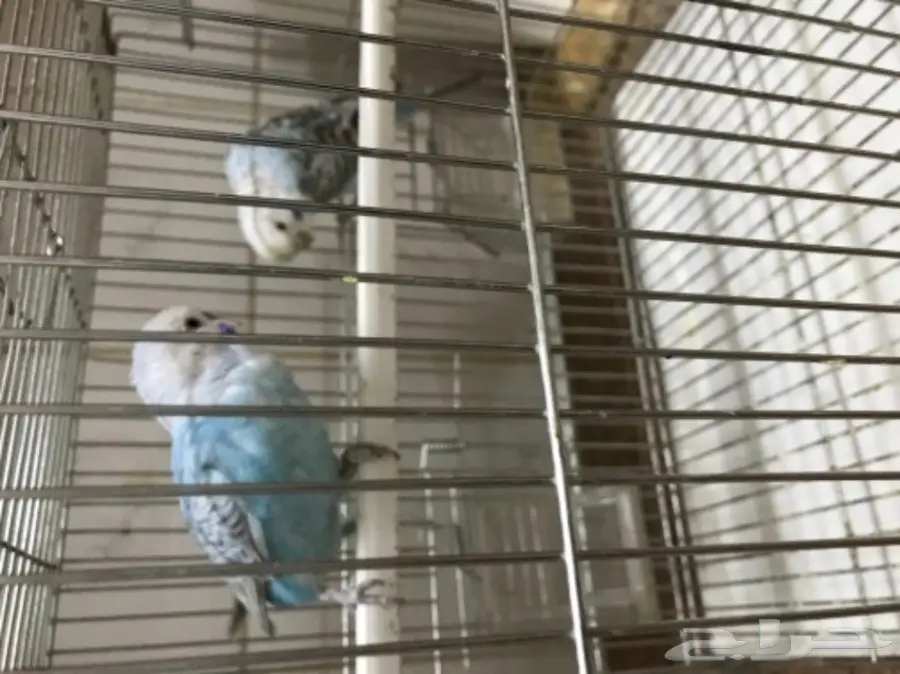 للبيع طيور الحب بادجي (image 7)