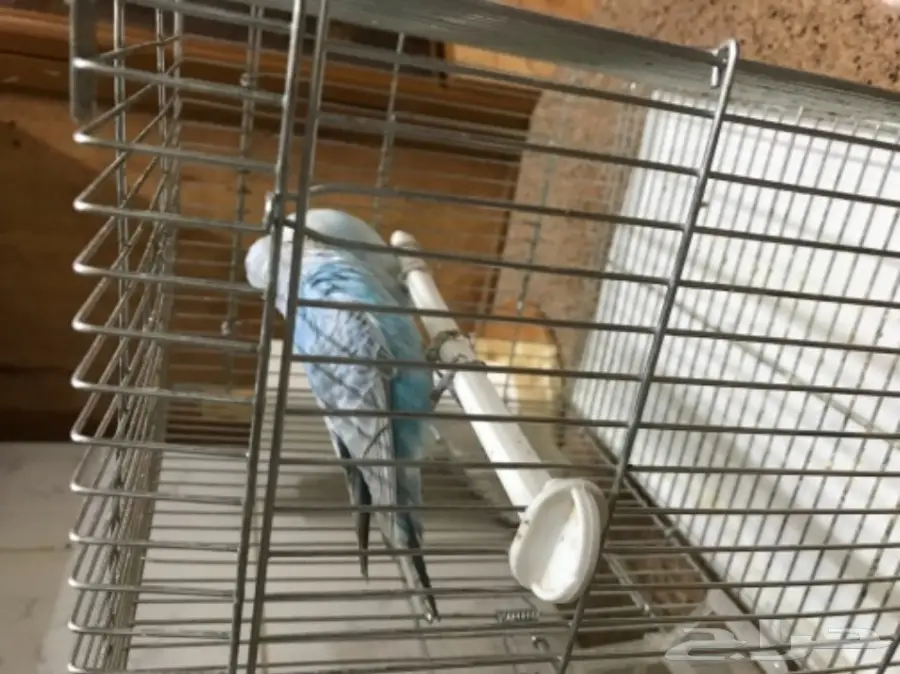 للبيع طيور الحب بادجي (image 8)