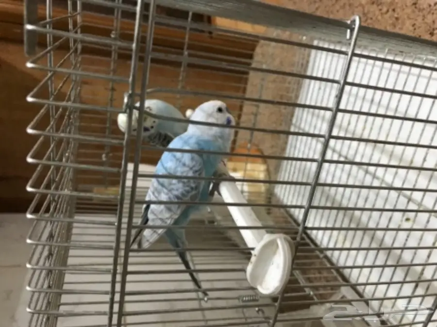 للبيع طيور الحب بادجي (image 9)