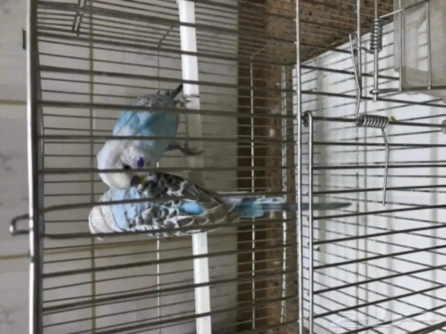 للبيع طيور الحب بادجي (image 10)