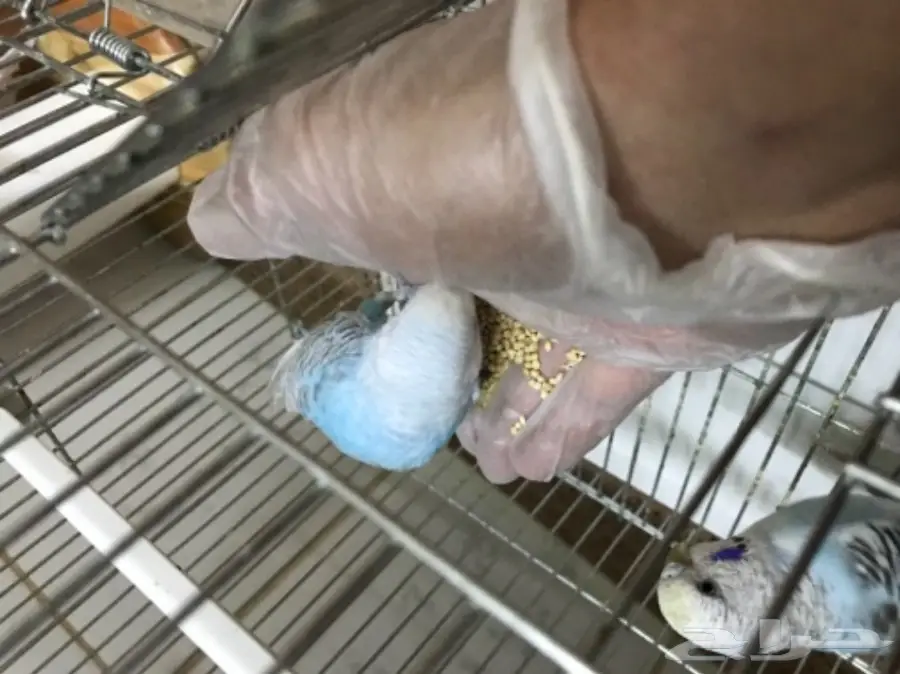 للبيع طيور الحب بادجي (image 11)