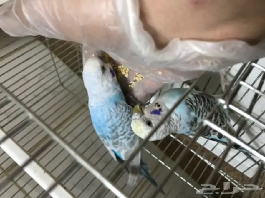 للبيع طيور الحب بادجي (image 12)