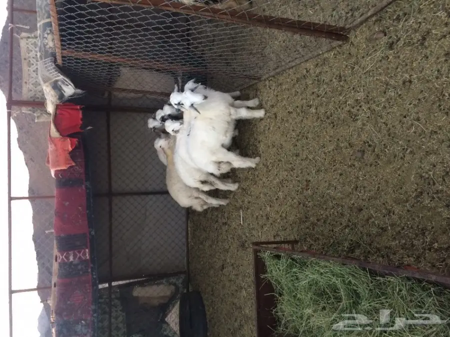 للي البيع بهم طليان العمر مابين 4-5شهور  (image 1)