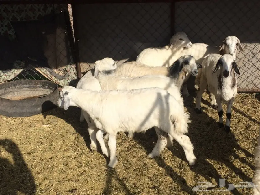 للي البيع بهم طليان العمر مابين 4-5شهور  (image 5)