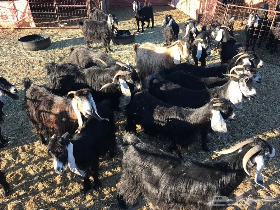 ماعز - معزا (image 5)