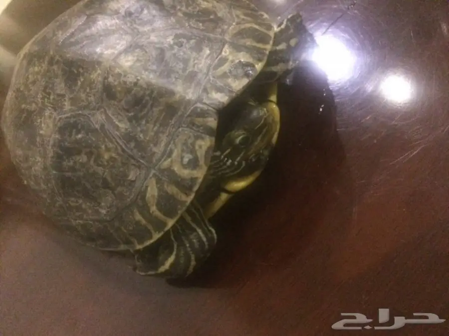 سلحفاة كبيره بسعر ممتاز (image 1)