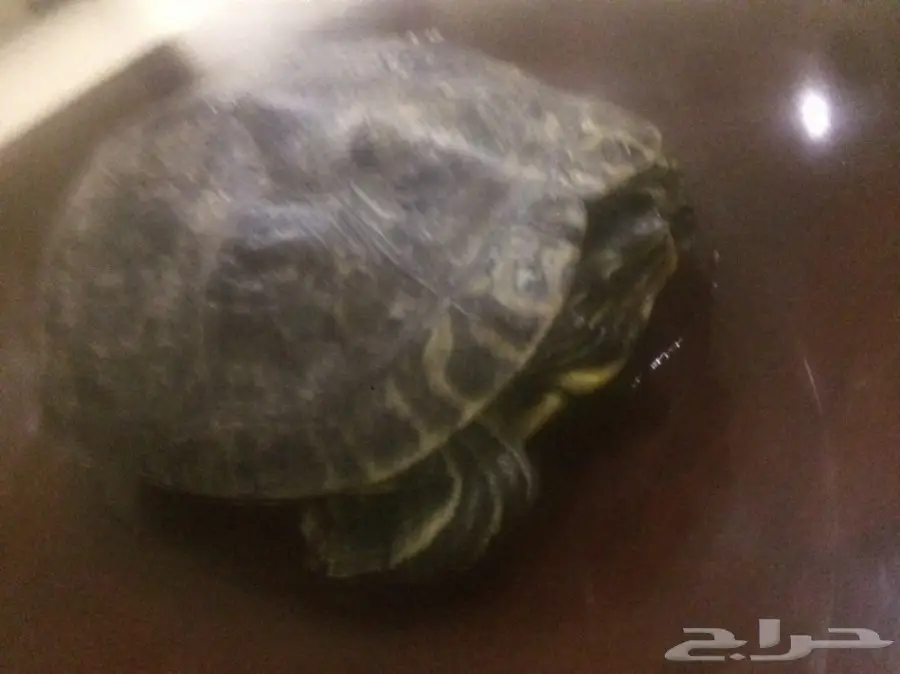 سلحفاة كبيره بسعر ممتاز (image 2)