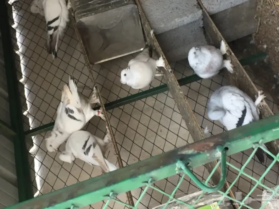 جوز تركي منقا . توب التوب . ماشاء الله