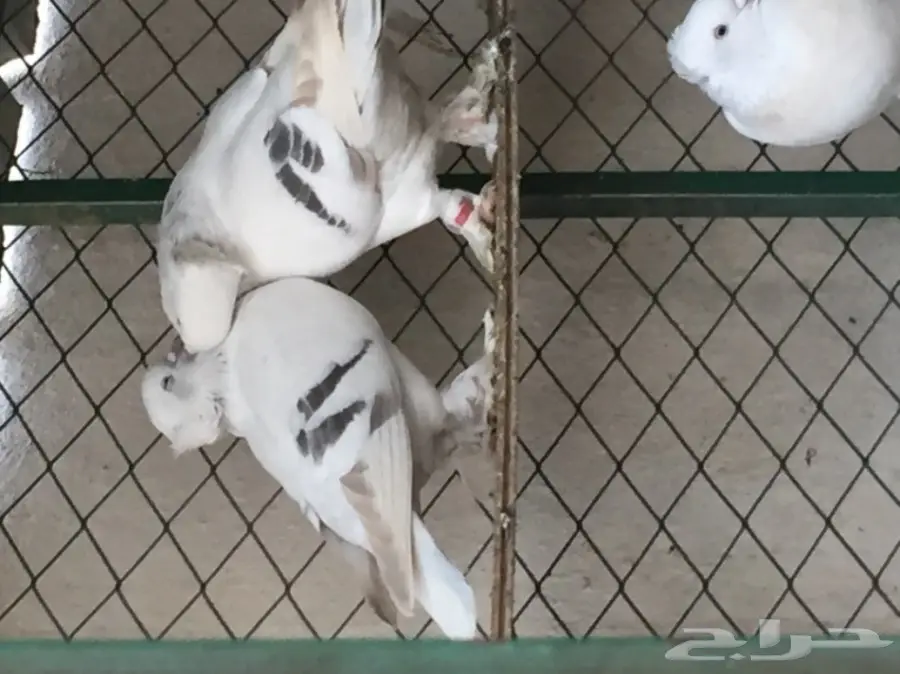 جوز تركي منقا . توب التوب . ماشاء الله (image 1)