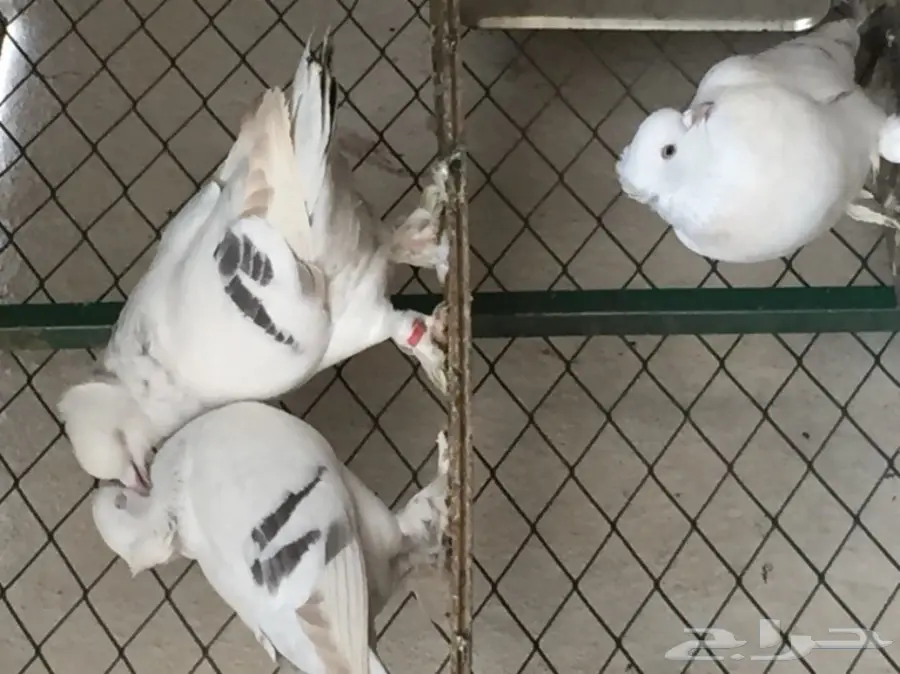 جوز تركي منقا . توب التوب . ماشاء الله (image 2)