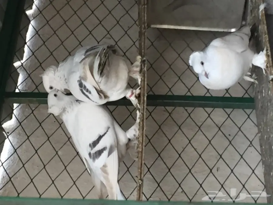 جوز تركي منقا . توب التوب . ماشاء الله (image 3)