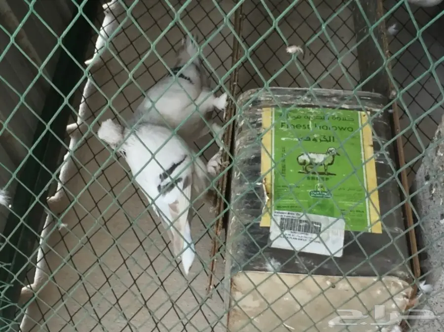 جوز تركي منقا . توب التوب . ماشاء الله (image 4)