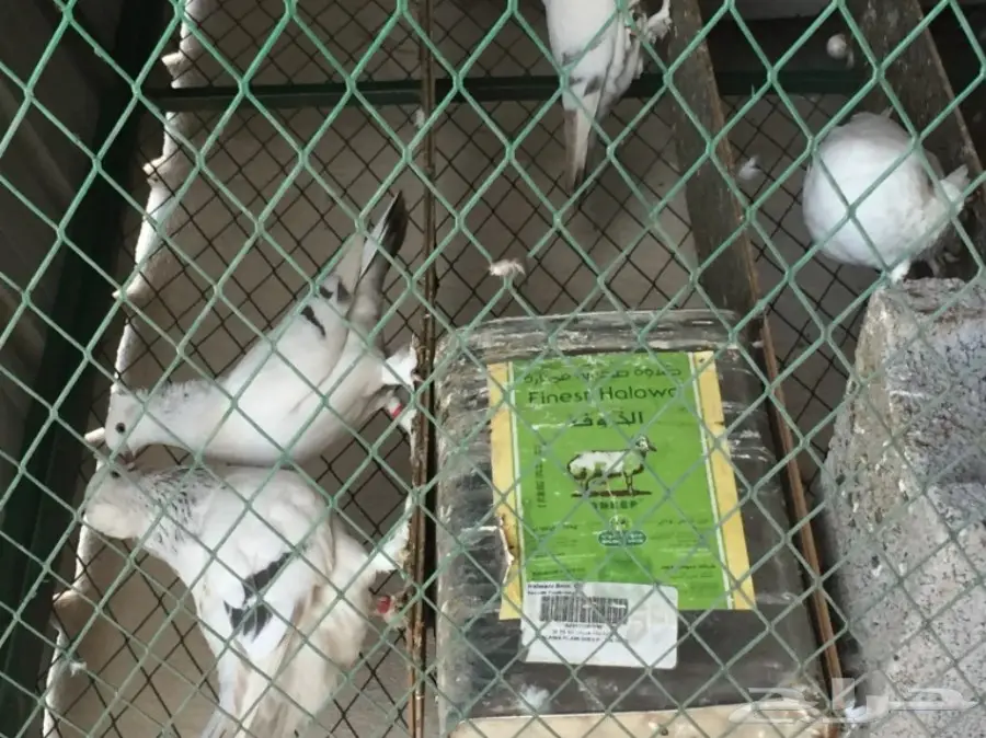 جوز تركي منقا . توب التوب . ماشاء الله (image 5)