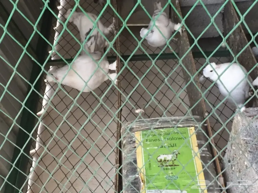 جوز تركي منقا . توب التوب . ماشاء الله (image 6)