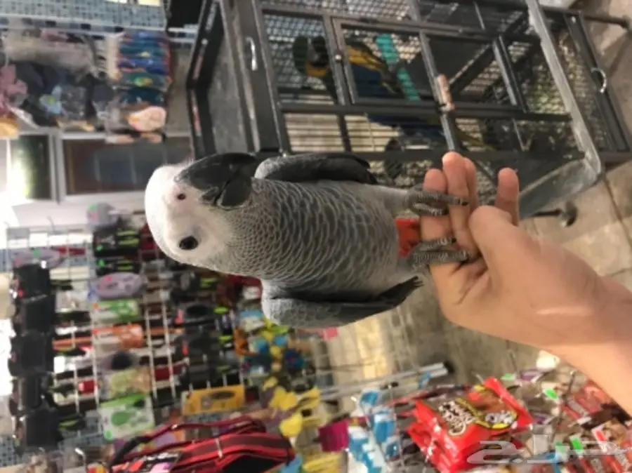 كاسكو هولندي