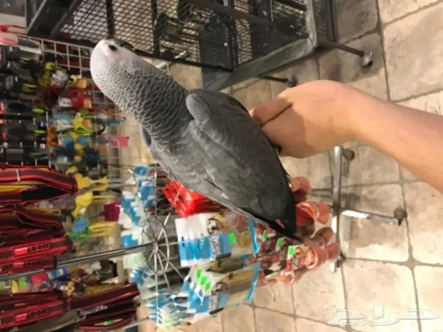 كاسكو هولندي (image 1)