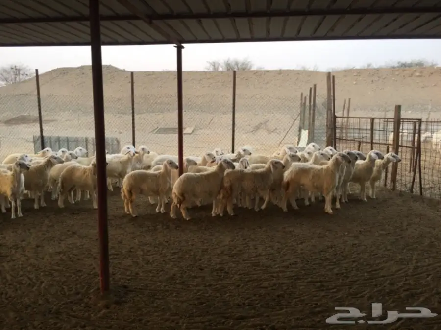 رخال حرية 80راس العمر7شهور