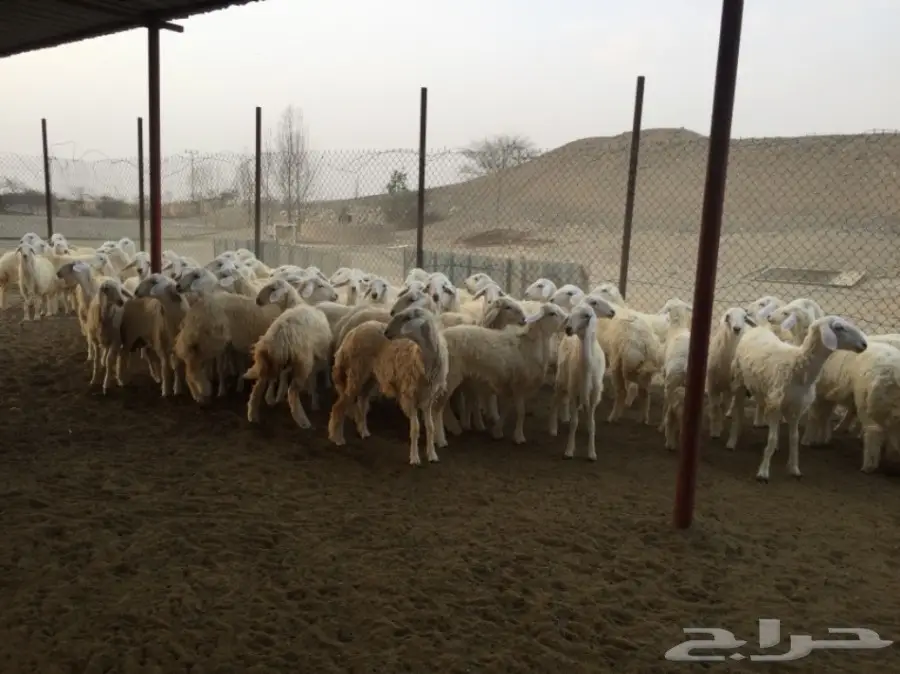 رخال نعوم من غنمي - فرصة لا تُفوّت! (image 1)