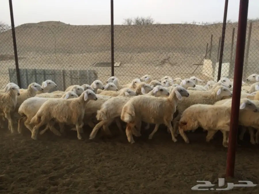 رخال نعوم من غنمي - فرصة لا تُفوّت! (image 3)