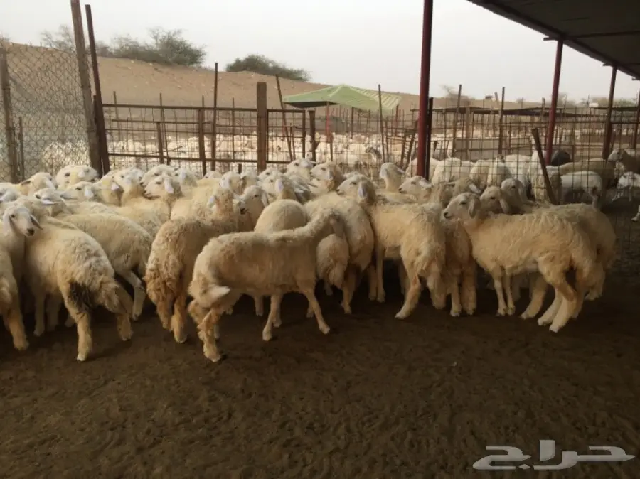 رخال نعوم من غنمي - فرصة لا تُفوّت! (image 4)