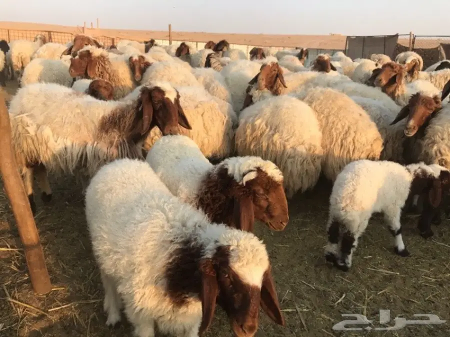 للبيع غنم نعيم مطفيل 