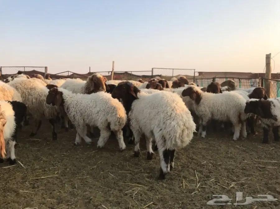 للبيع غنم نعيم مطفيل  (image 1)