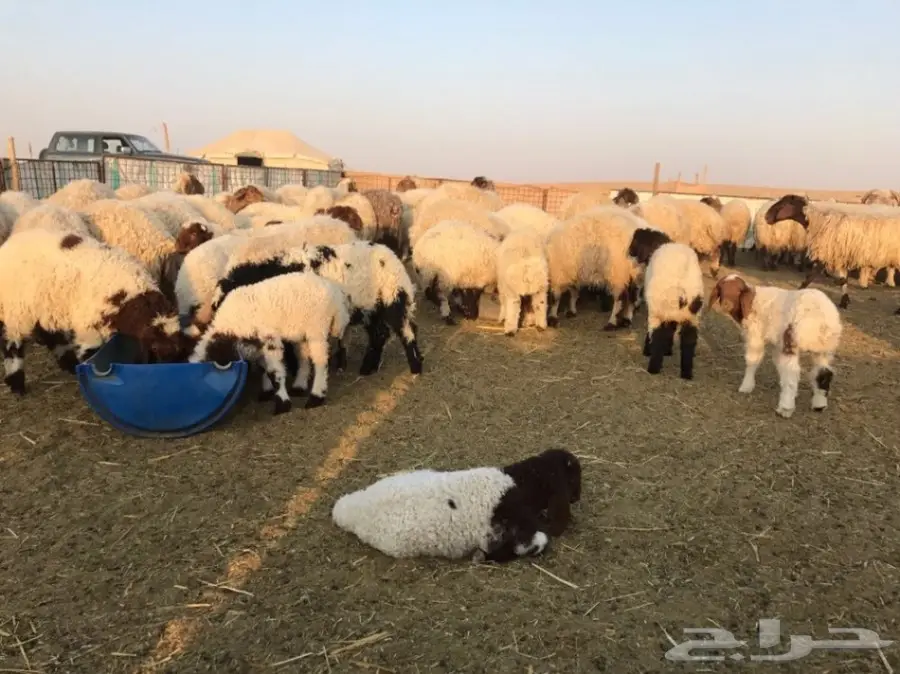 للبيع غنم نعيم مطفيل  (image 5)