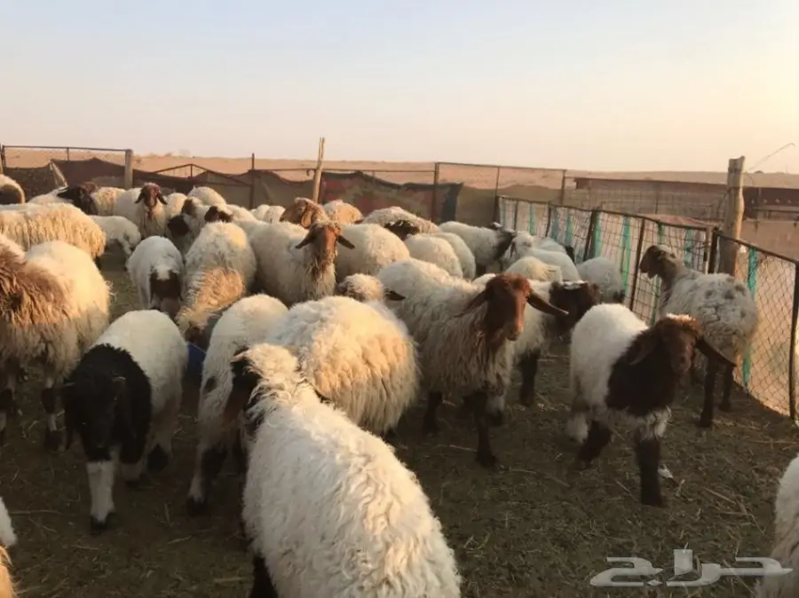 للبيع غنم نعيم مطفيل  (image 8)