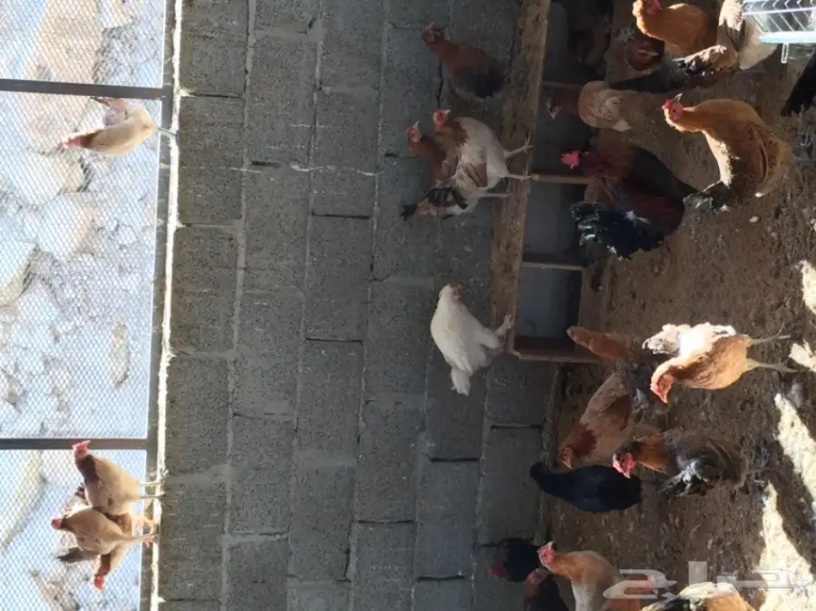 دجاج بلدي  (image 1)