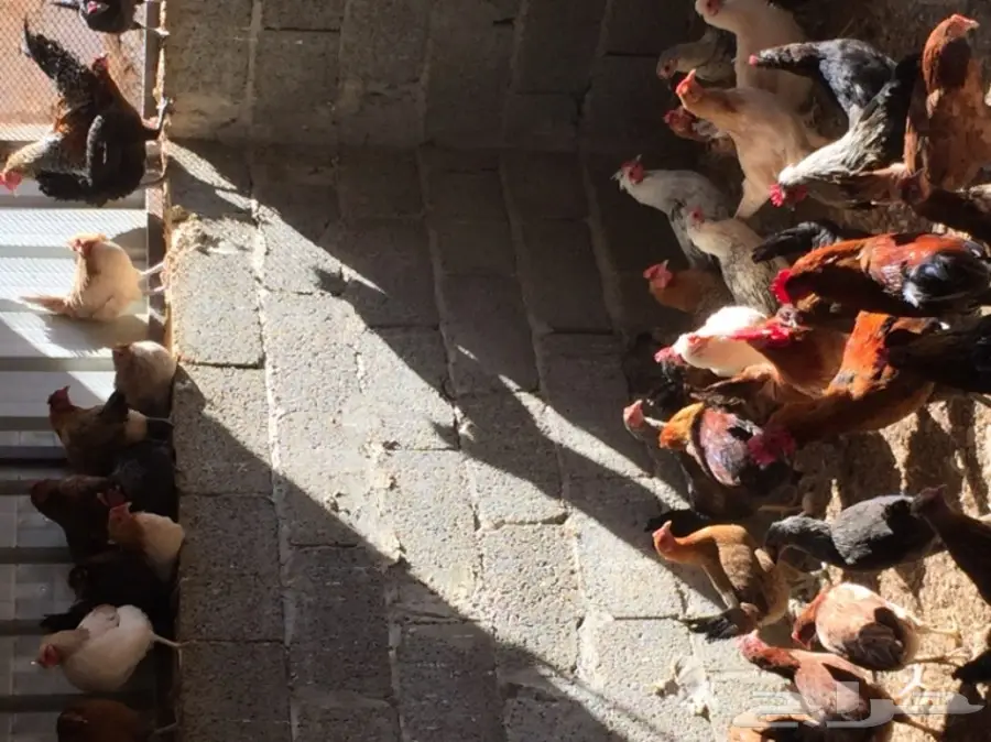 دجاج بلدي  (image 2)