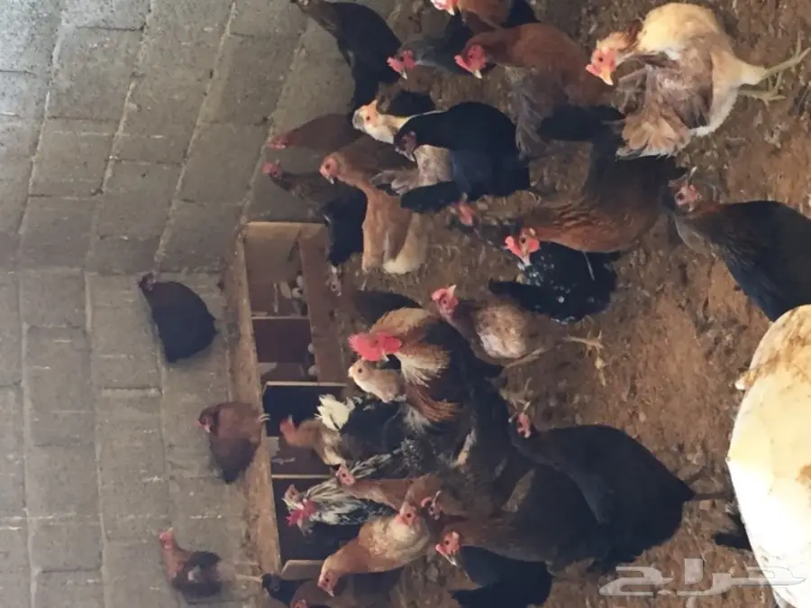 دجاج بلدي  (image 3)