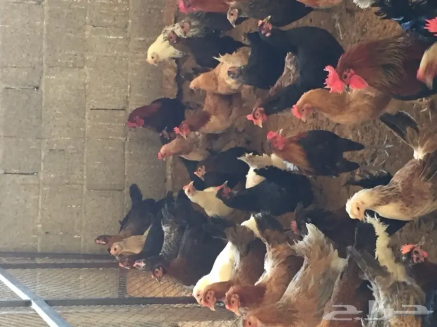 دجاج بلدي  (image 4)