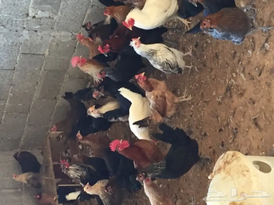 دجاج بلدي  (image 5)