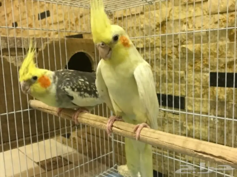 زوج كروان بفروخه (image 1)