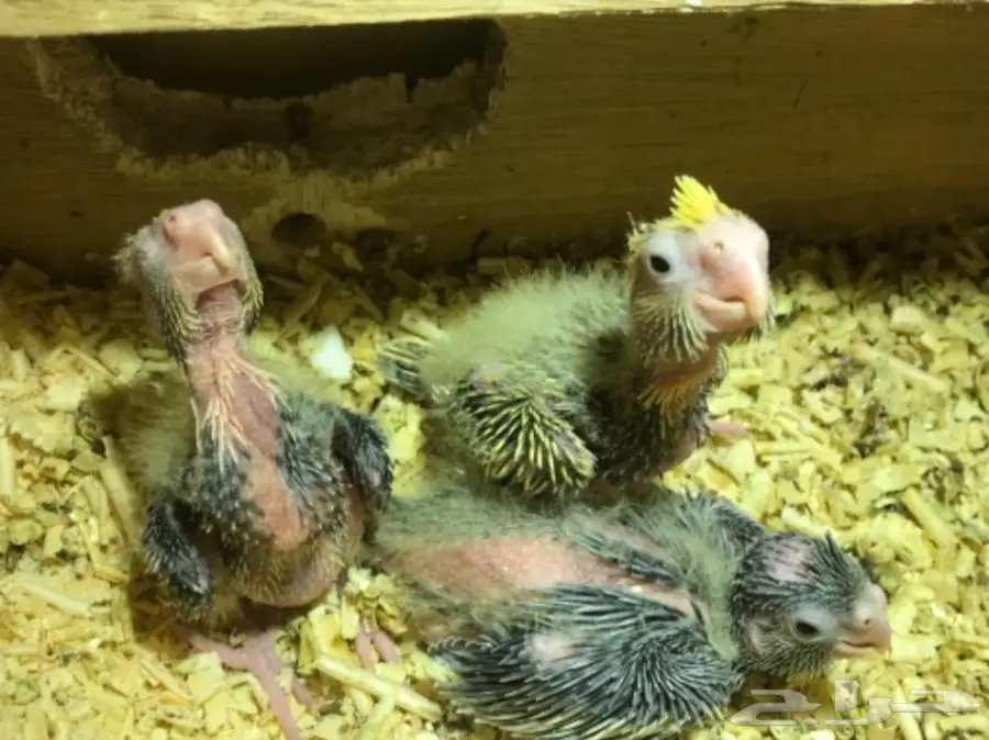 زوج كروان بفروخه (image 3)