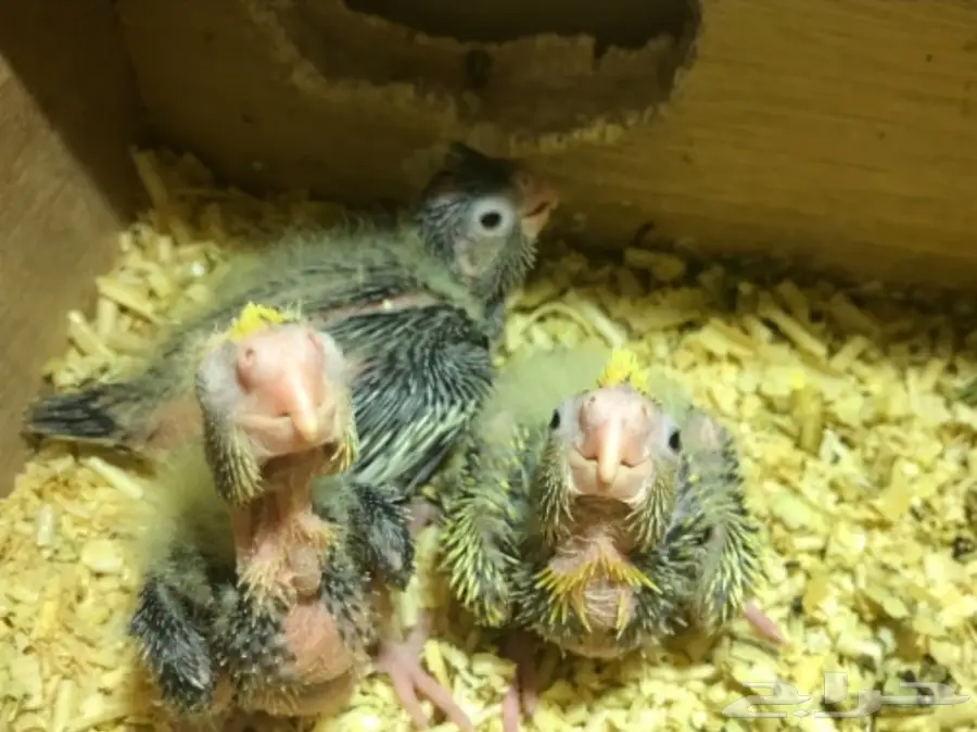 زوج كروان بفروخه (image 4)