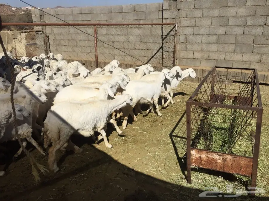 رخال من غنم شهران للبيع  (image 6)