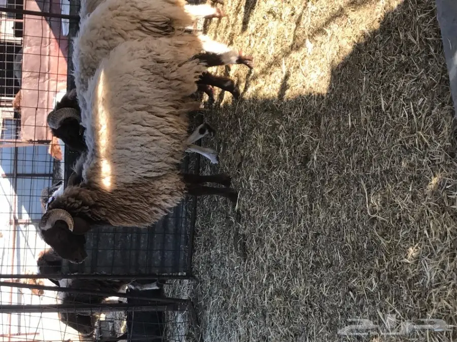 للبيع 3 فحول نعيم