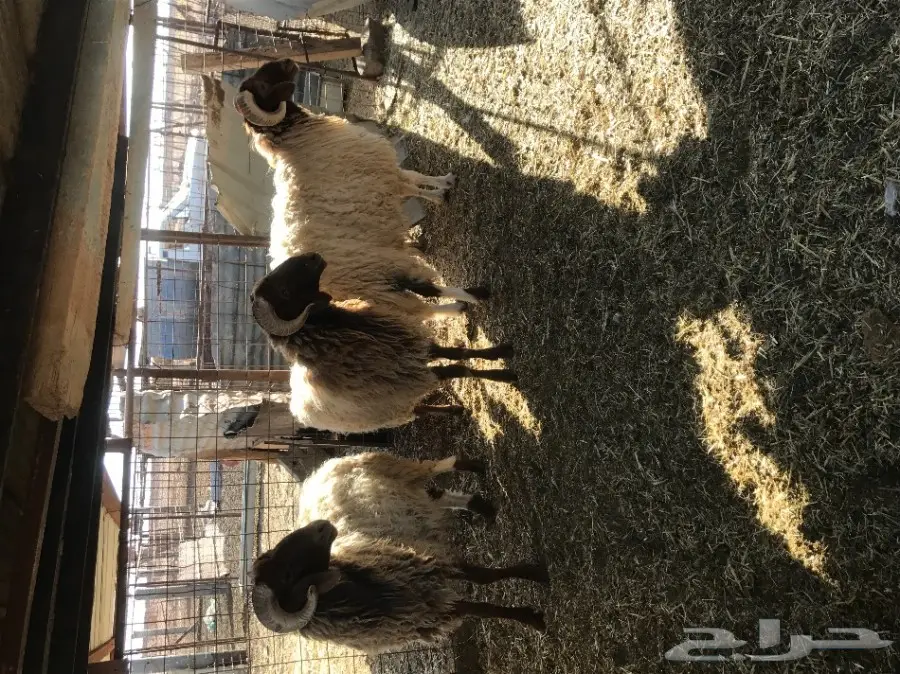 للبيع 3 فحول نعيم (image 2)