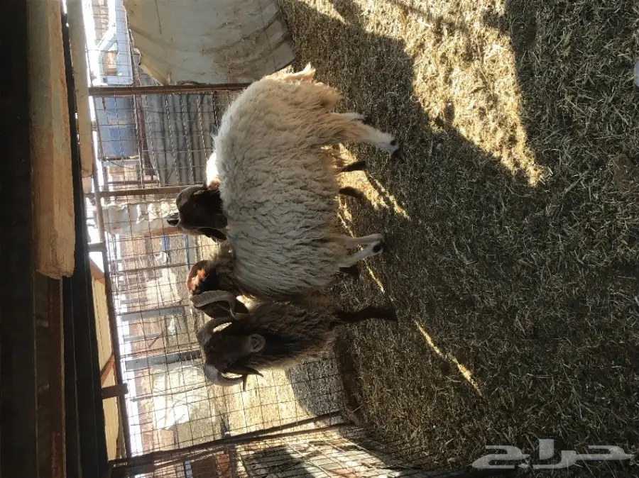 للبيع 3 فحول نعيم (image 3)