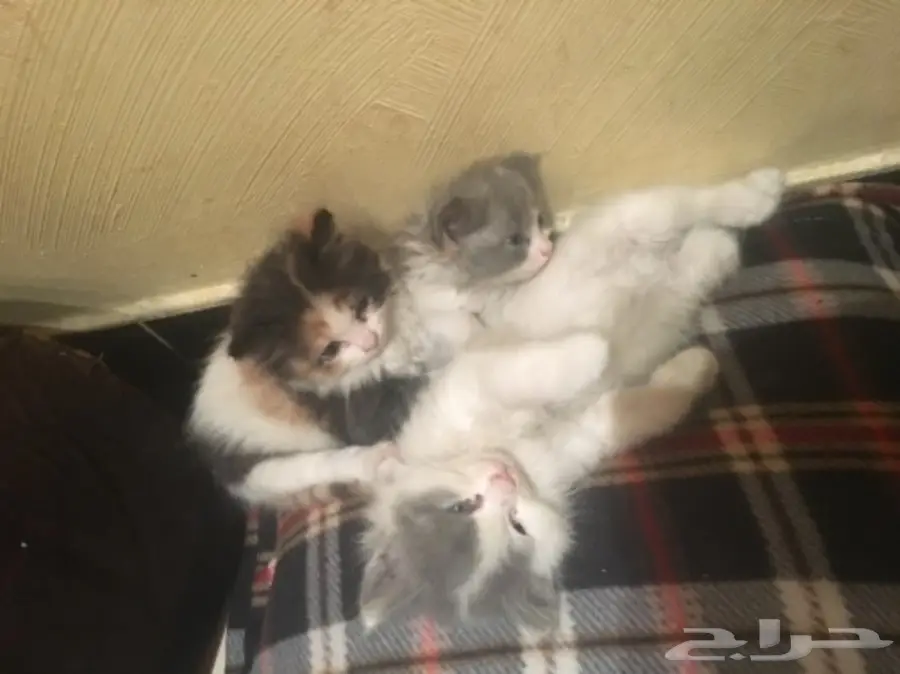 قطط صغار (شهرين) مع قط كبير (ابوهم) للبيع